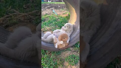 Dogs and bunnies are good friends. Cute pets. Rabbits. Cute pets in the countryside.