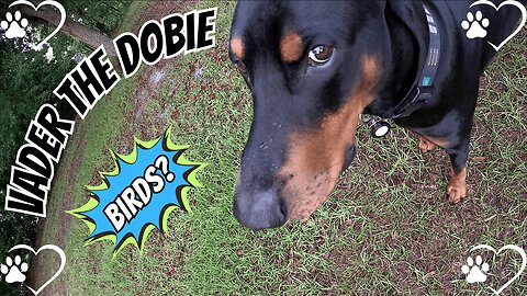 Doberman Walks at Dawn — Birds Singing, Vibes Strong