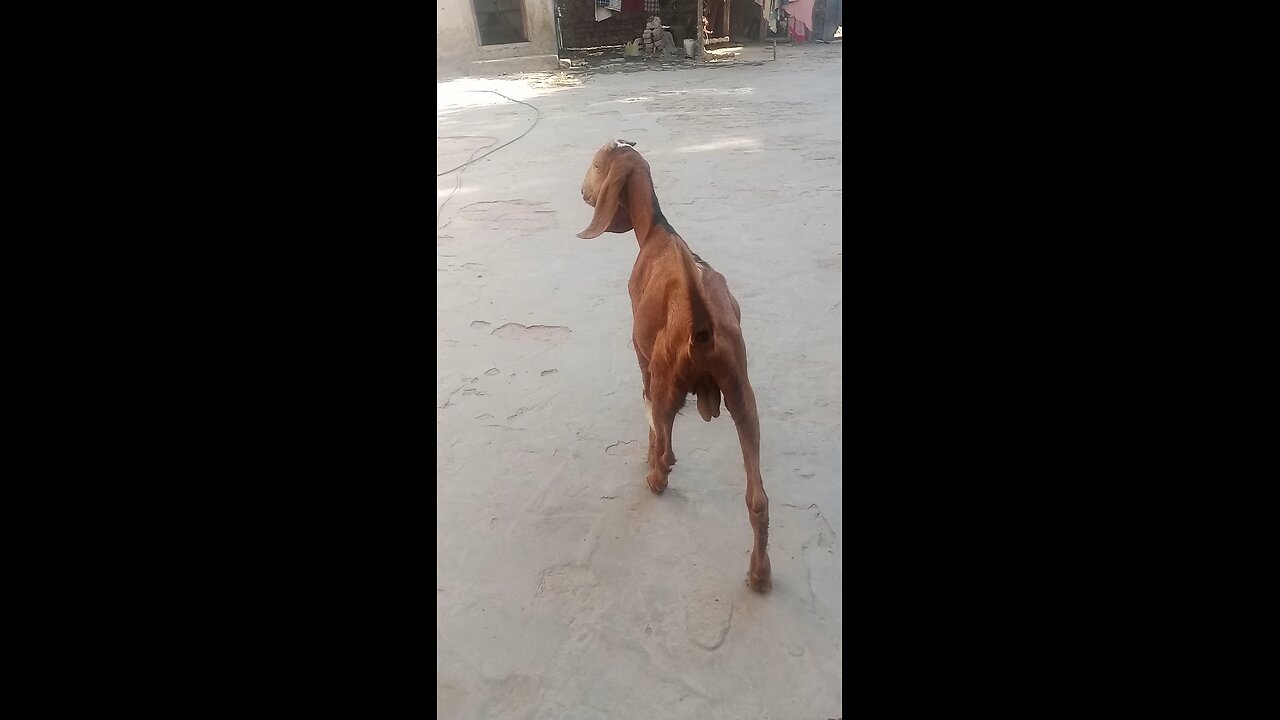 baby goat vedio