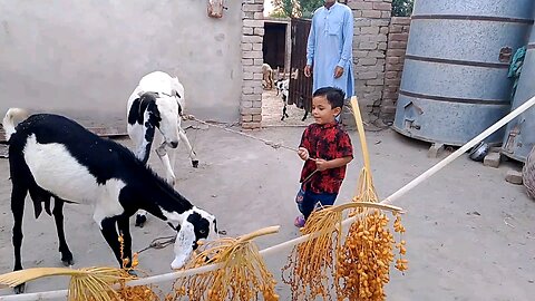 nachaa khel rha h bakrro sath #bakre
