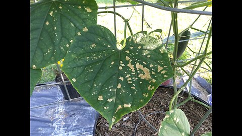 Pyrethrin Damage On Our Cucumber Leaves 9/15/25