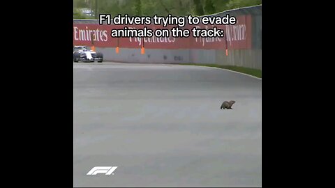 Animals on the Track – You Won’t Believe This!