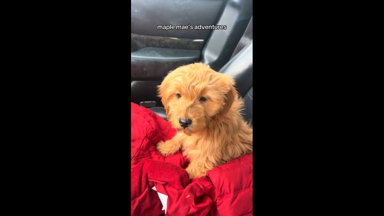 Introducing Maple Mae!