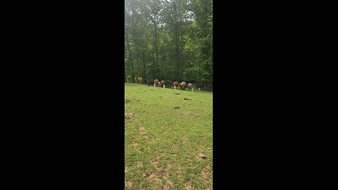 Cows and calves 2025.