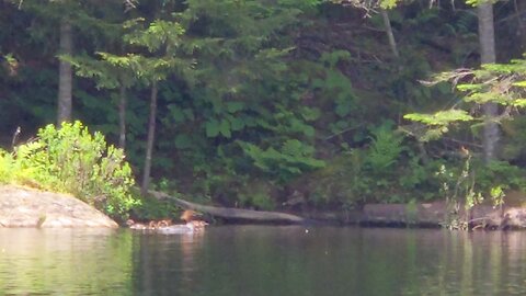 Duck and baby's