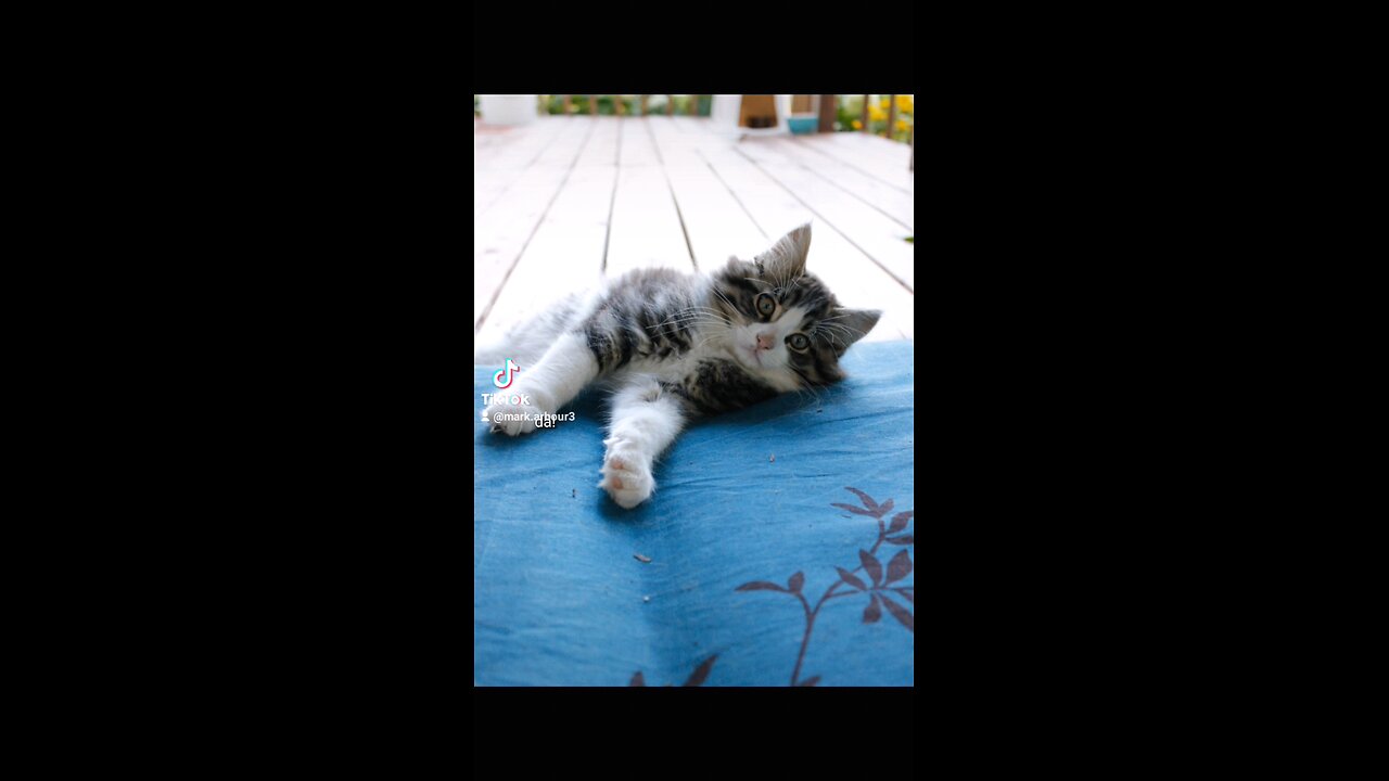 cutest main coon kitten