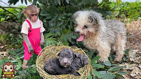 Monkey YiYi so surprised to see the poor stray dog giving birth