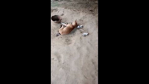 satisfying Video