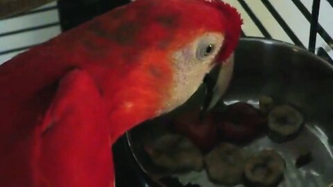 BIRD LOVES LICKING FROZEN BANANAS 🤣 🍌
