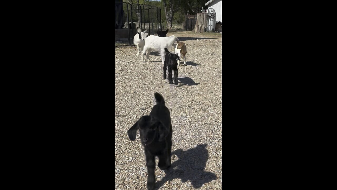 Mini goats checking on the babies