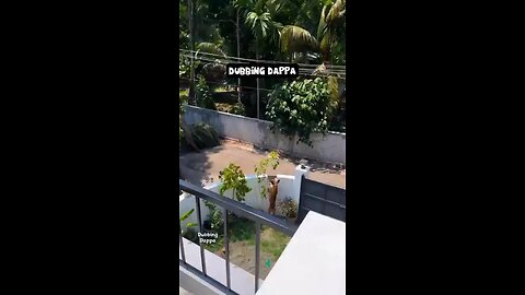 Funny animals