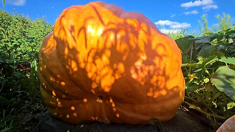The HARVEST Is COMING! _ GIANT Pumplkin UPDATE! // Whitt Acres