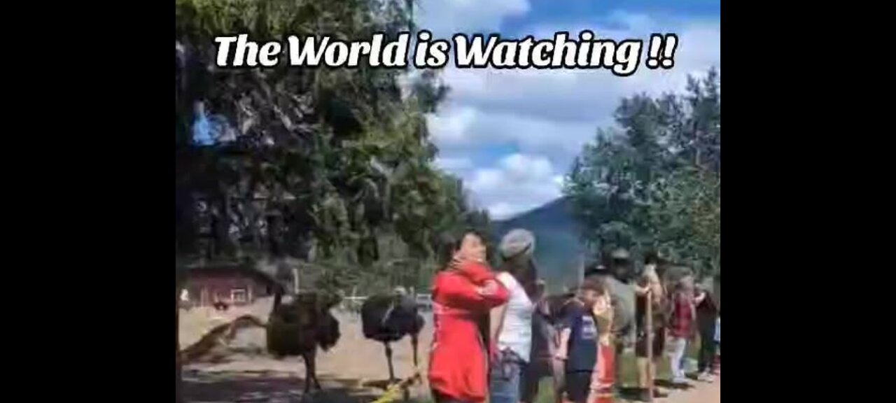 MEANWHILE AT THE OSTRICH FARM IN EDGEWOOD BRITISH COLUMBIA