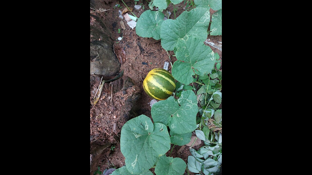 Kakiri Cucumbers