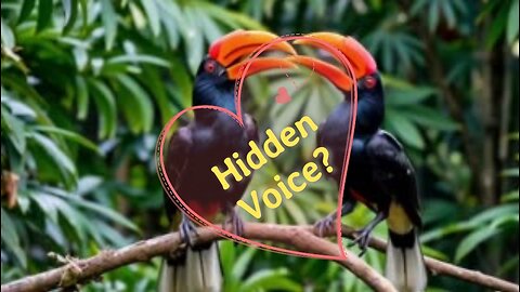 Rhinoceros Hornbill: The Majestic Guardian of the Rainforest