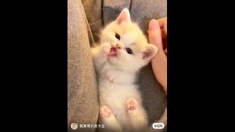 The Cutest Cat on the Internet! 🐾