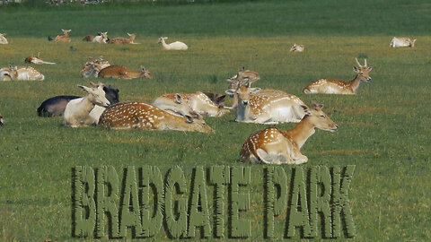 Bradgate Park