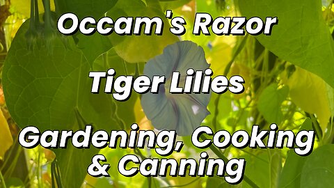 Tiger Lilies – 26 Jun 25 – Occam’s Razor Gardening, Cooking & Canning