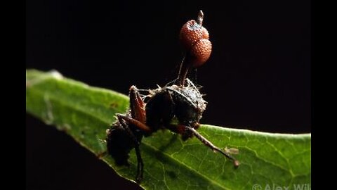 The Cordyceps Ant