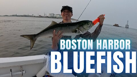 The Blues are here! | Boston Harbor Bluefish Fishing