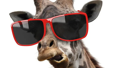 Try Not To Laugh Animal Compilation