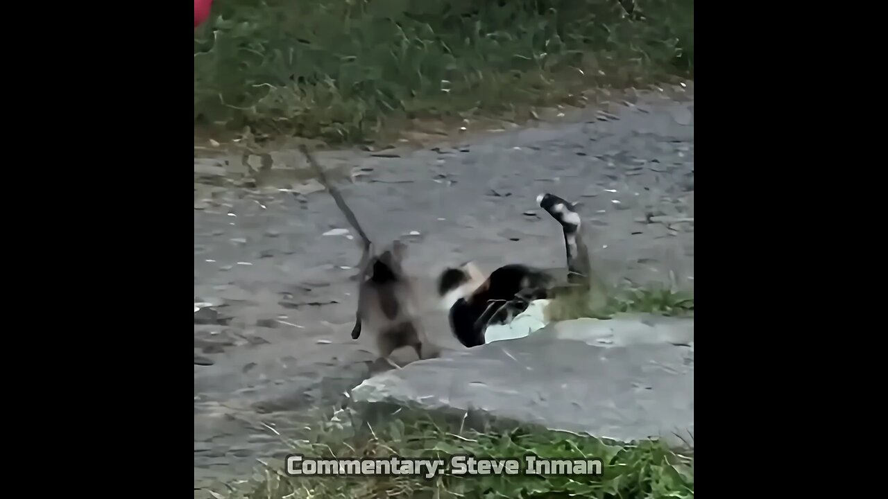 Cats Are A-holes