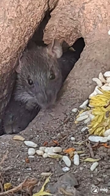 A tiny feast full of charm! #CuteAnimals, #ViralVibes, #AnimalLove, #MouseMoment, #PetLife,