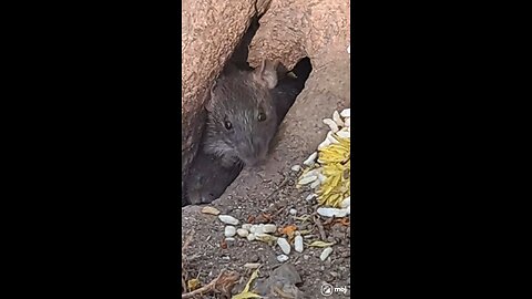A tiny feast full of charm! #CuteAnimals, #ViralVibes, #AnimalLove, #MouseMoment, #PetLife,