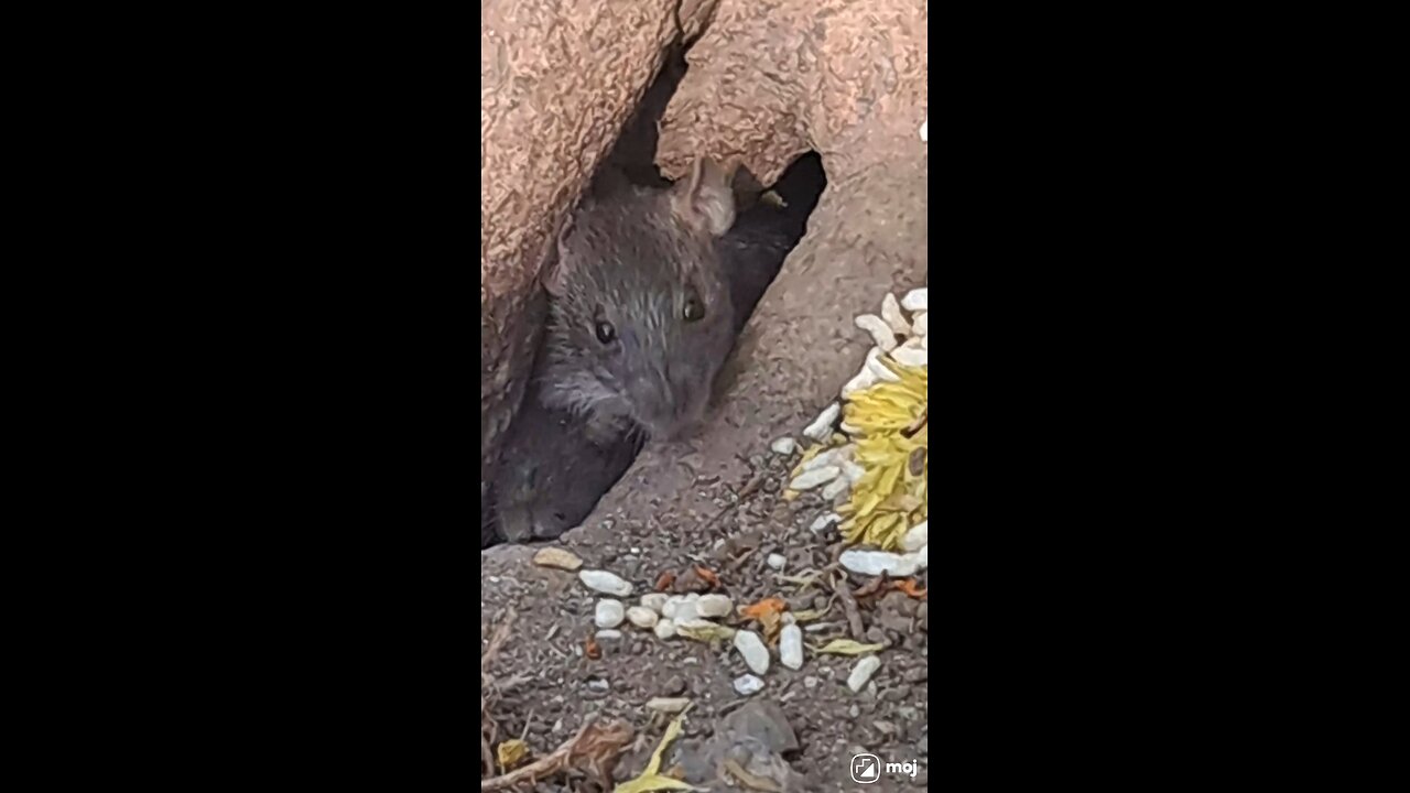 A tiny feast full of charm! #CuteAnimals, #ViralVibes, #AnimalLove, #MouseMoment, #PetLife,