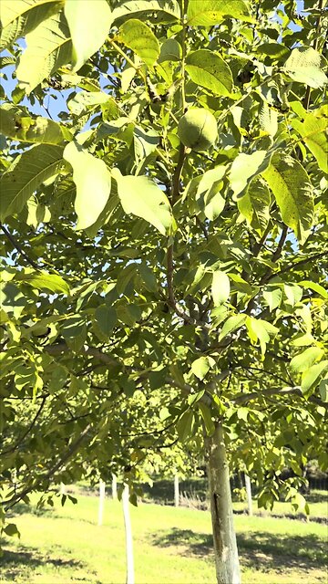 Nyugati dioburok-fúrólégy szeptember 20.-án