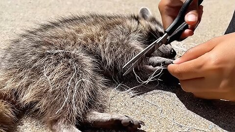 Rescue of a Tiny Baby Raccoon 🦝💔 Heartwarming Animal Rescue Story