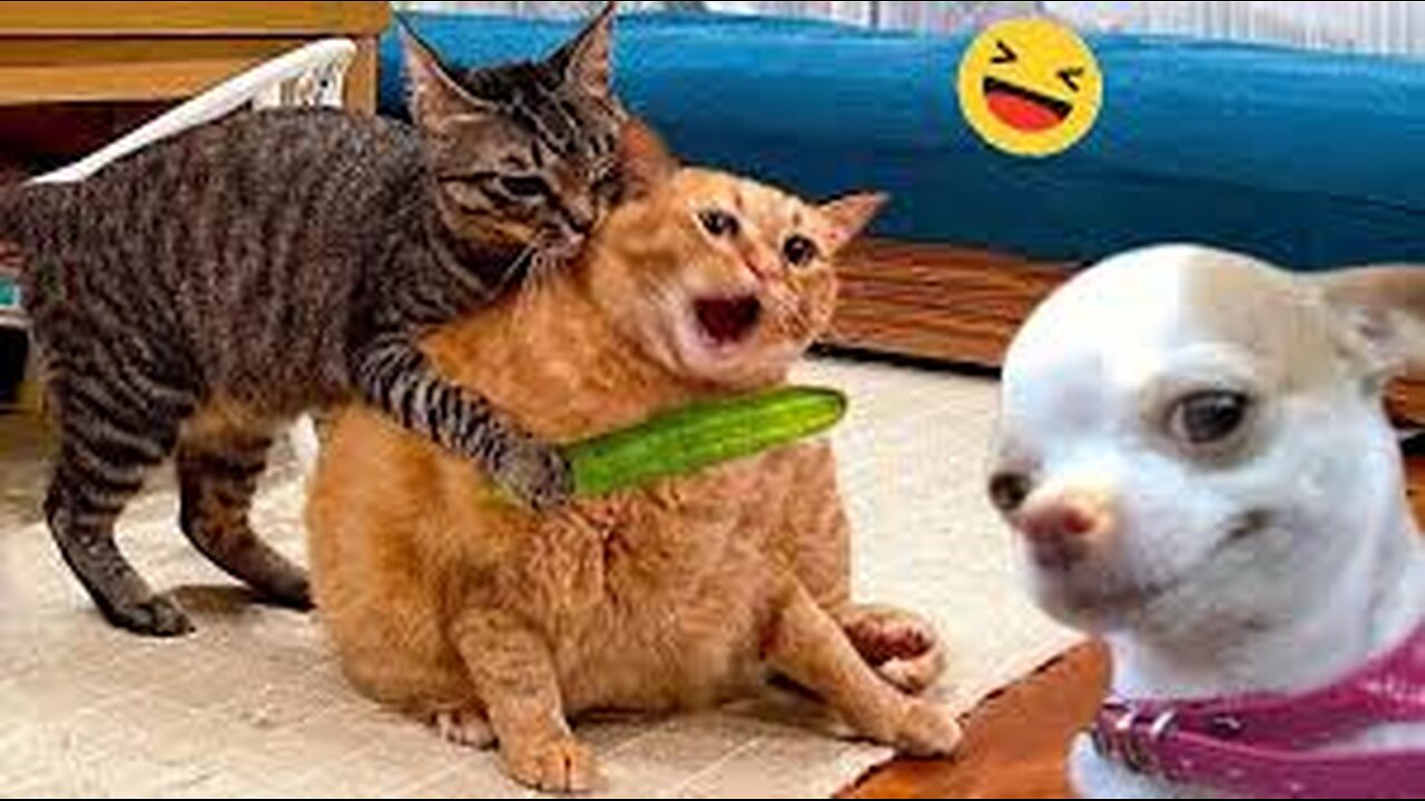 Funniest Animals 2024 Best Funny Cats and Dogs