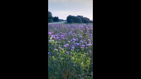Living on the Prairie