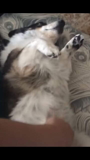 Gettin' That Biscuit Brisket (Shorts)