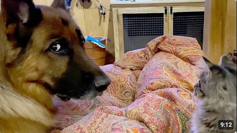 Dog Gives Epic Side Eye | Funniest Pets Of The Month