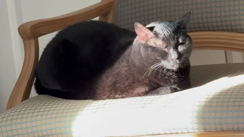 Cute Precious Piper Suns Herself on Her Throne - My Adopted Shelter Cat Vlog