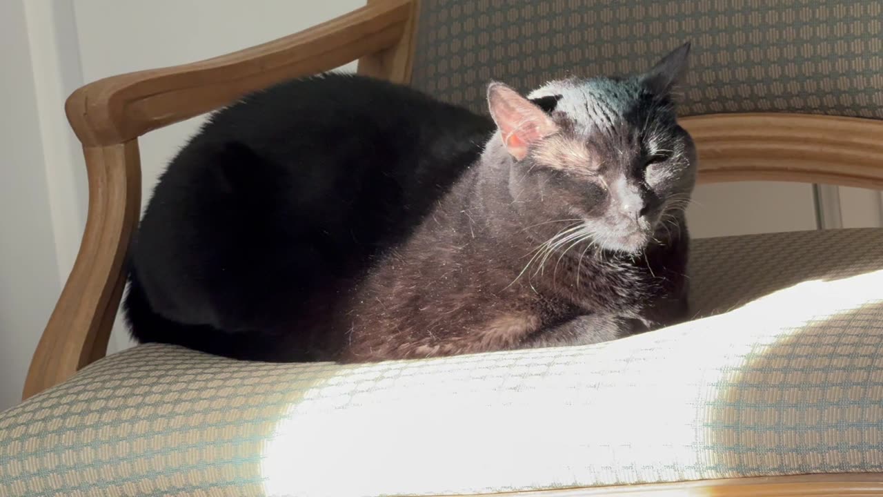 Cute Precious Piper Suns Herself on Her Throne - My Adopted Shelter Cat Vlog