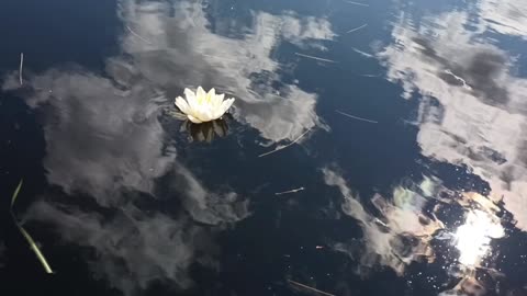 Water Lily