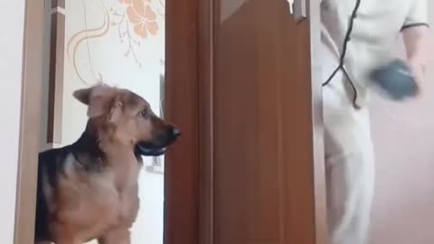 funny dog ,viral dog video , dog doing funny things , funny pet video , dogs acting like humans