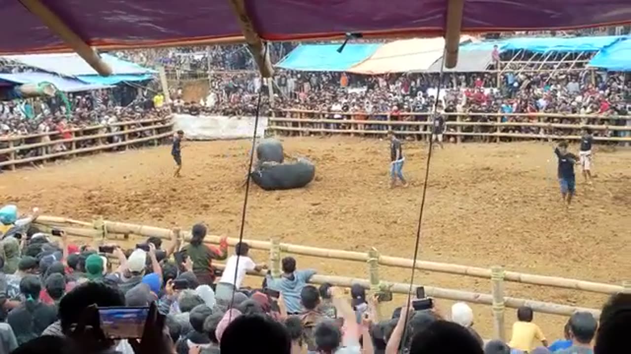 Amazing Buffalo Battle Sports