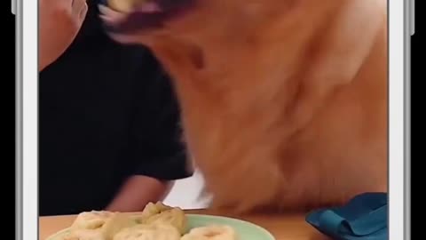 The truth of Golden Retriever