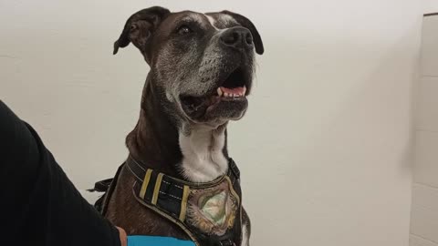 Astrid 8y A841285@TRN, needs 4ever home thru many fails, I found lower back rubs good4her 2025831412