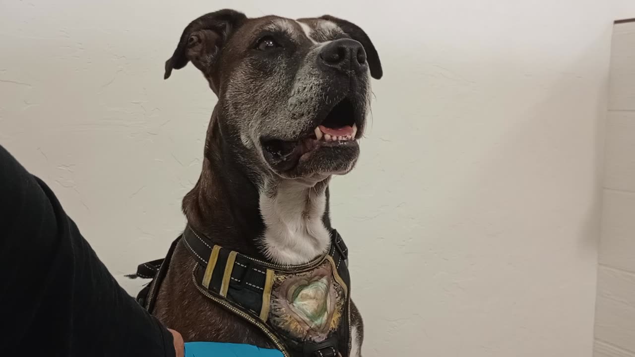 Astrid 8y A841285@TRN, needs 4ever home thru many fails, I found lower back rubs good4her 2025831412