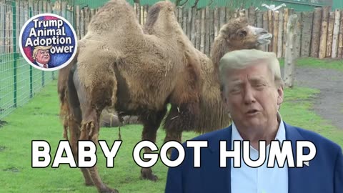TRUMP ANIMAL ADOPTION COMMERCIAL PARADY