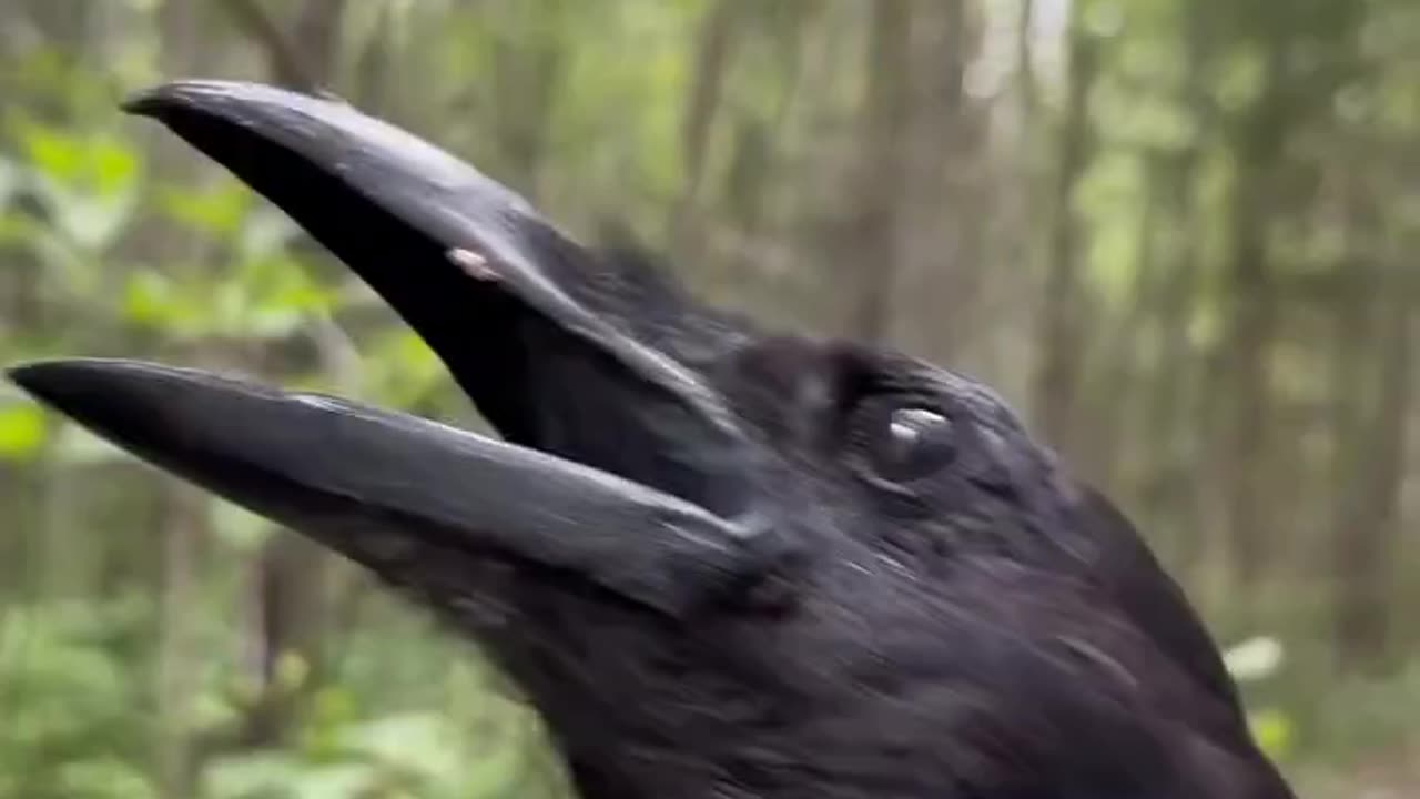 Fine Fellow