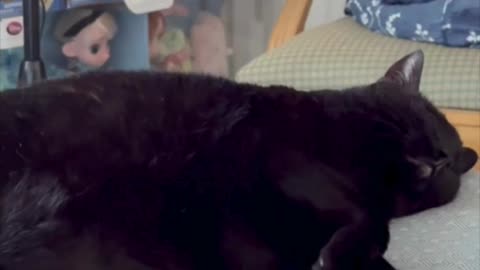 Cute Precious Piper Has An Air of Cuteness - My Adopted Shelter Cat Vlog #shorts