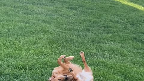 Somersaulting Golden Retriever