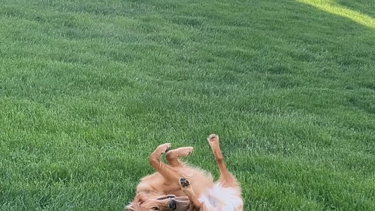 Somersaulting Golden Retriever