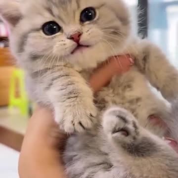 “This Fluffy Ball of Mischief Will Melt Your Heart 😻✨