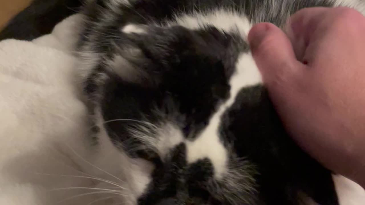 I’ve Never Heard a Purr Like This